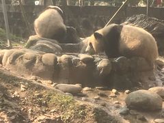 -都江堰中华大熊猫苑
