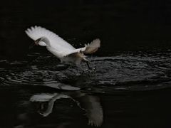 -重庆彩云湖湿地公园