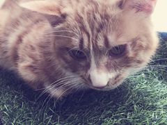 -瑞派·关忠动物医院·异宠专科·犬猫肿瘤·皮肤专科(望京店)