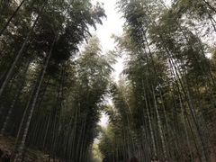 -白马涧龙池景区