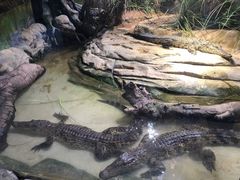 -正佳雨林生态植物园