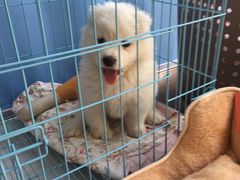 -翊宠yipet猫狗购宠庄园犬舍•猫舍