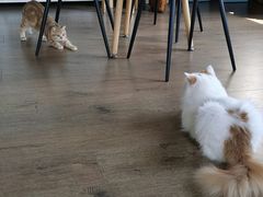 -东方名猫馆·英短金渐层布偶猫舍(环线广场1号楼店)