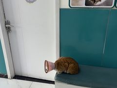-乖乖宠物医院·猫科·急重症中心(车站北路分院)