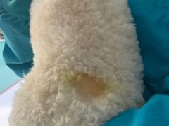 -欧奕国际动物医院