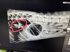 -哆趣宠物医院·眼科·内镜·急重症转诊中心(上海店)