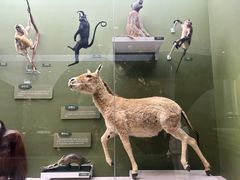 -国家自然博物馆