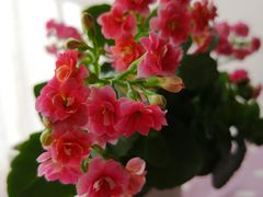 -秦美花卉(天朗·莱茵小城2期店)