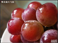 -马陆小张葡萄园农家乐