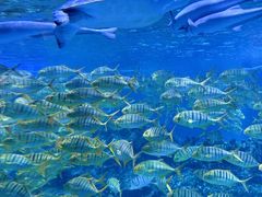-海合安成都极地海洋公园