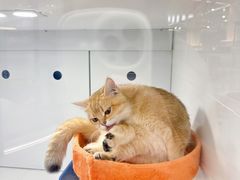 -1013 PET SHOP精品宠物商店(丁香店)