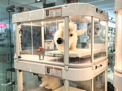 -翊宠yipet猫狗购宠庄园犬舍•猫舍