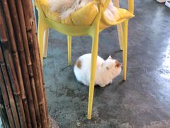 -喵屿·大理花园猫咖