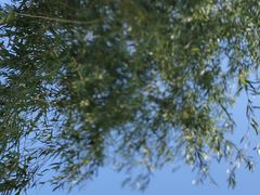 -绿堤公园