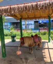 -萌宠亲子动物乐园(槐房万达店)