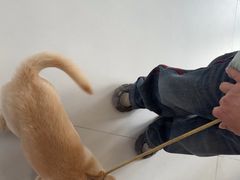 -喜多萌中农锦绣动物医院24H·猫科·牙科MRI·CT
