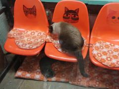 -猫咪博物馆(顶澳仔猫街店)