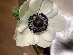 -ONE FULL 古董港式海鲜火锅