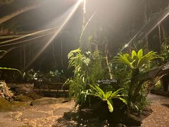 -绿光森林餐厅