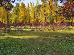 -紫光园(创始店)