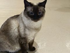 -藏猫猫咖啡主题馆(中央大道店)