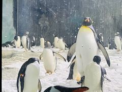 -珠海长隆海洋王国