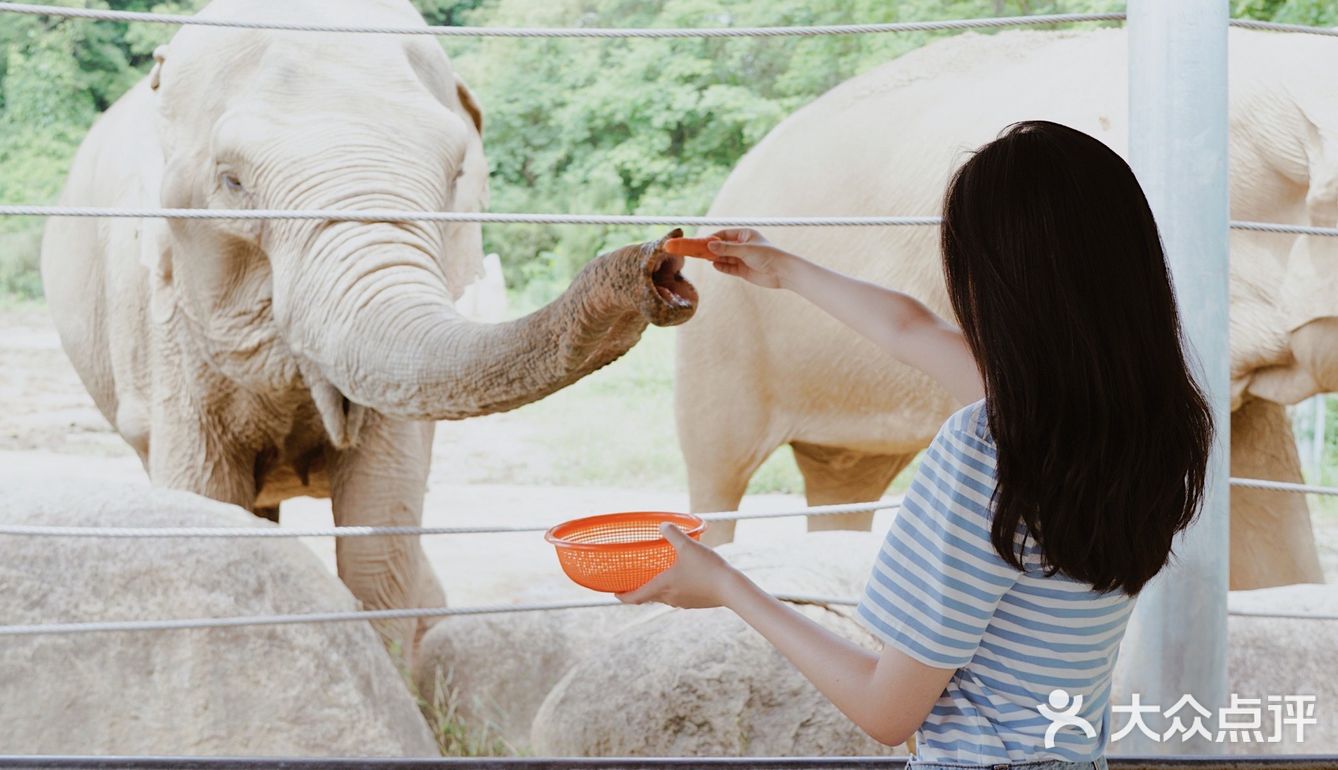 江浙沪周边游🐯宁波雅戈尔动物园互动全攻略