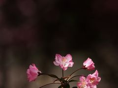 -国家植物园