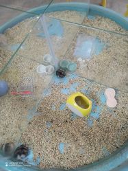 -神奇动物撸宠馆·羊驼·小浣熊·异宠(豫园店)