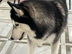 -星多哈·狗咖·拼豆·咖啡