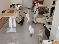 -有喵·猫咖·狗咖·30几只猫10只小狗(岗厦店)