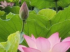 -荔湾湖公园