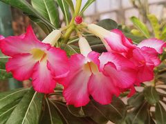 -北京植物园-展览温室