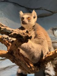 -Zoolung Zoolung动物主题公园(海信广场店)