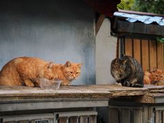 -山外山·林语花园餐厅