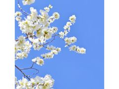 -桃花堤公园