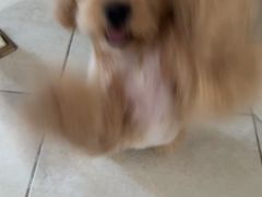 -FAELING PETS美天灵宠物(富力广场店)