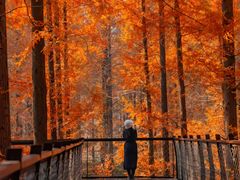 -黄海国家森林公园