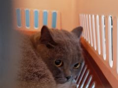-艾贝尔宠物医院·24H转诊中心·肿瘤猫专科(江宁双龙店)