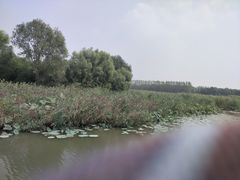 -微山湖红荷湿地景区