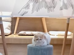 -滚猫咖啡·猫咖·猫友好撸猫(未来城店)