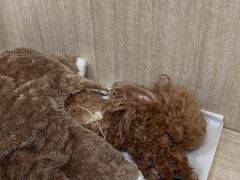 -北京观赏动物医院·24小时大型综合·猫专科·异宠专科