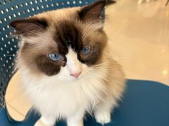 -平行世界·猫咖(首经贸店)