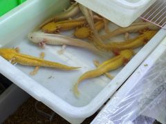 -双季花艺园艺市场(浦东店)