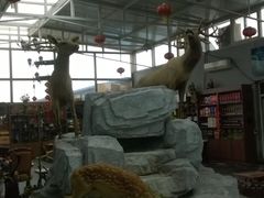 upload_pic-北京鹿世界主题园