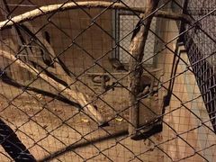 -清迈夜间动物园