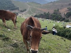 -大姆山草场
