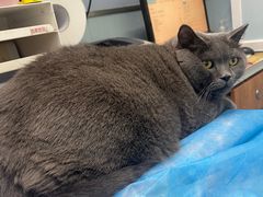 -纳吉亚猫专科动物诊疗中心(蒋宅口分院)