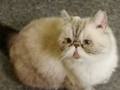 -猫色咖啡·猫咖