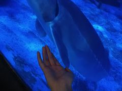 -海合安成都极地海洋公园
